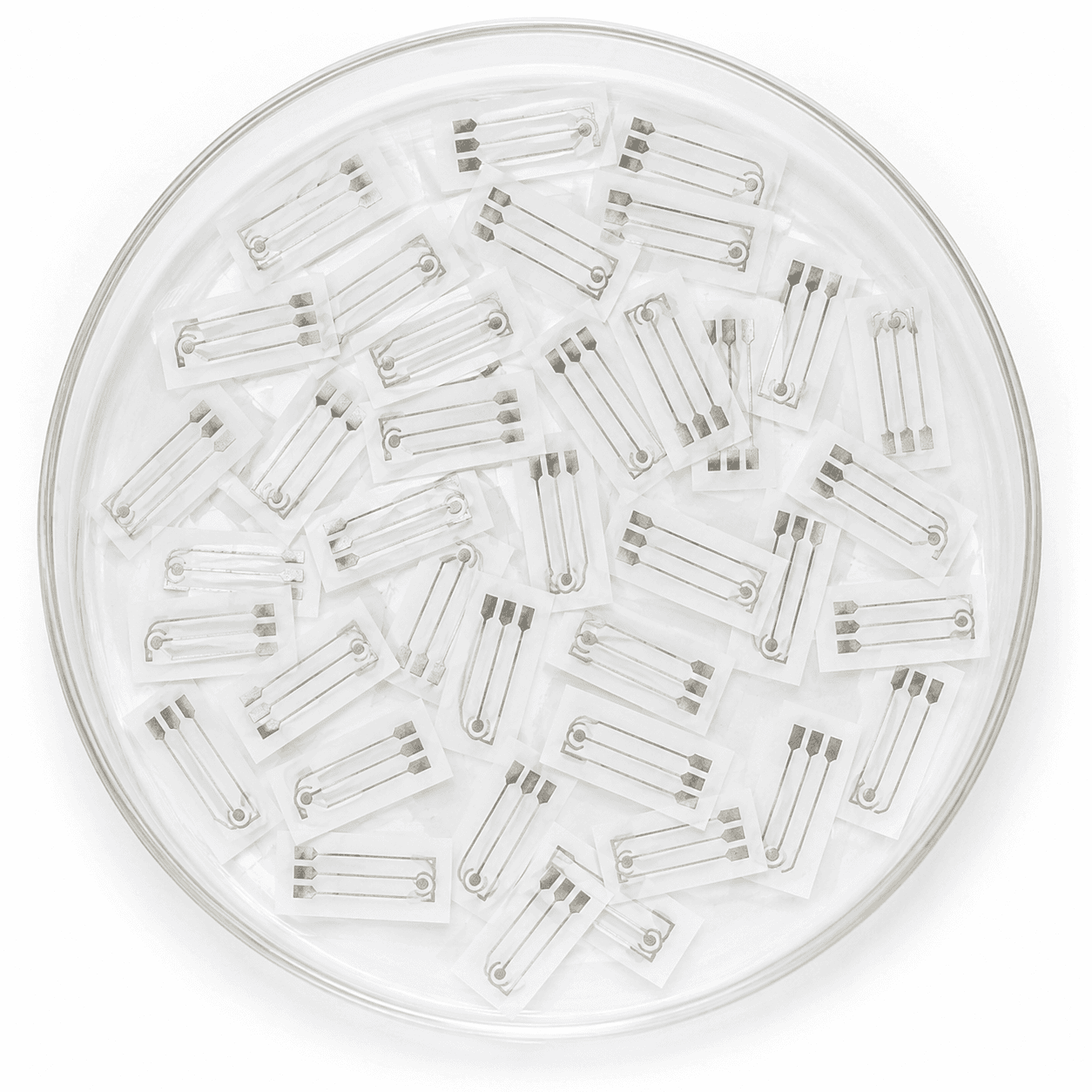 Silver printed electrodes arranged in a laboratory dish